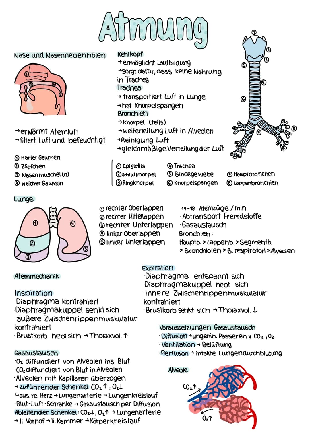 Nase und Nasennebenhölen
→erwärmt Atemluft
→filtert Luft und befeuchtigt
Harter Gaumen
2 Zäpfchen
3 Nasen muschel (n)
weicher Gaumen
Lunge
D