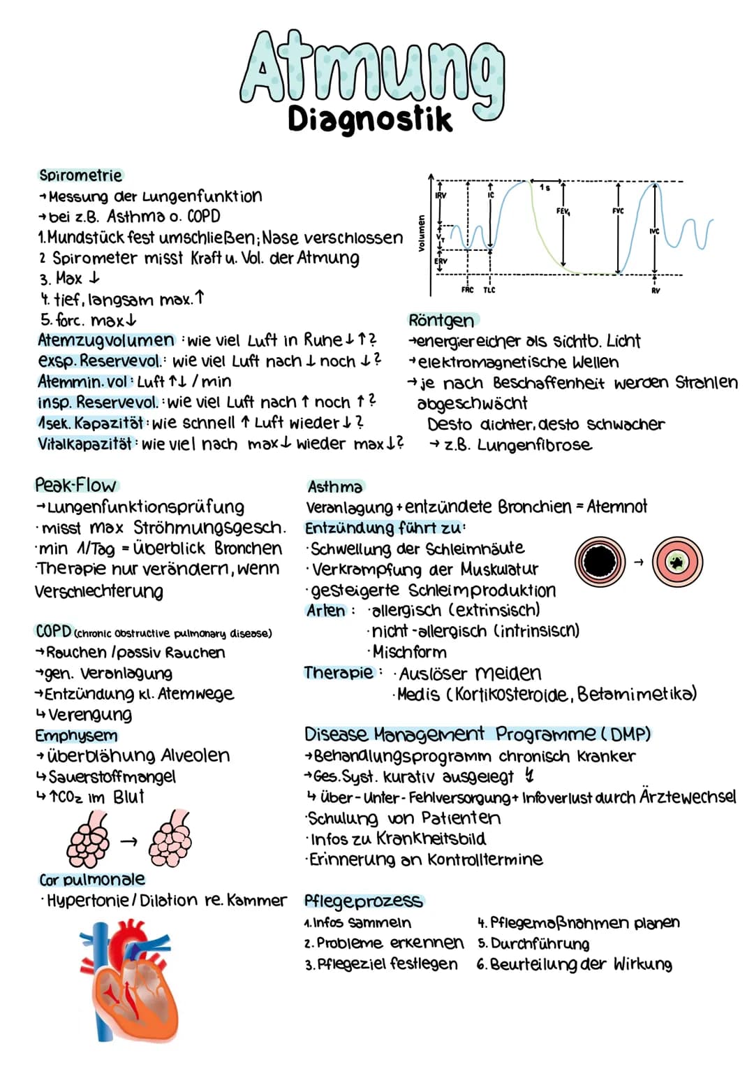 Nase und Nasennebenhölen
→erwärmt Atemluft
→filtert Luft und befeuchtigt
Harter Gaumen
2 Zäpfchen
3 Nasen muschel (n)
weicher Gaumen
Lunge
D