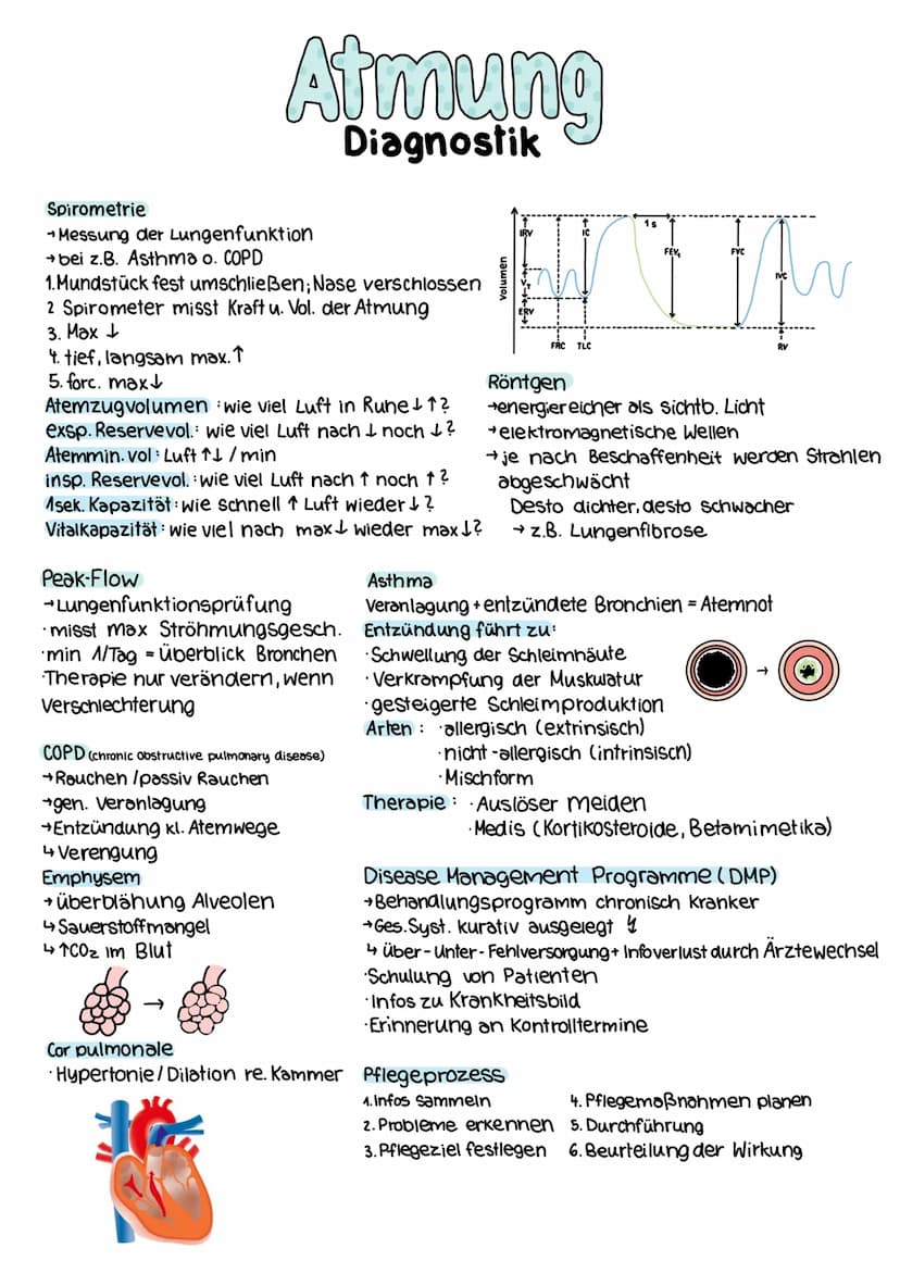 Nase und Nasennebenhölen
→erwärmt Atemluft
→filtert Luft und befeuchtigt
Harter Gaumen
2 Zäpfchen
3 Nasen muschel (n)
weicher Gaumen
Lunge
D