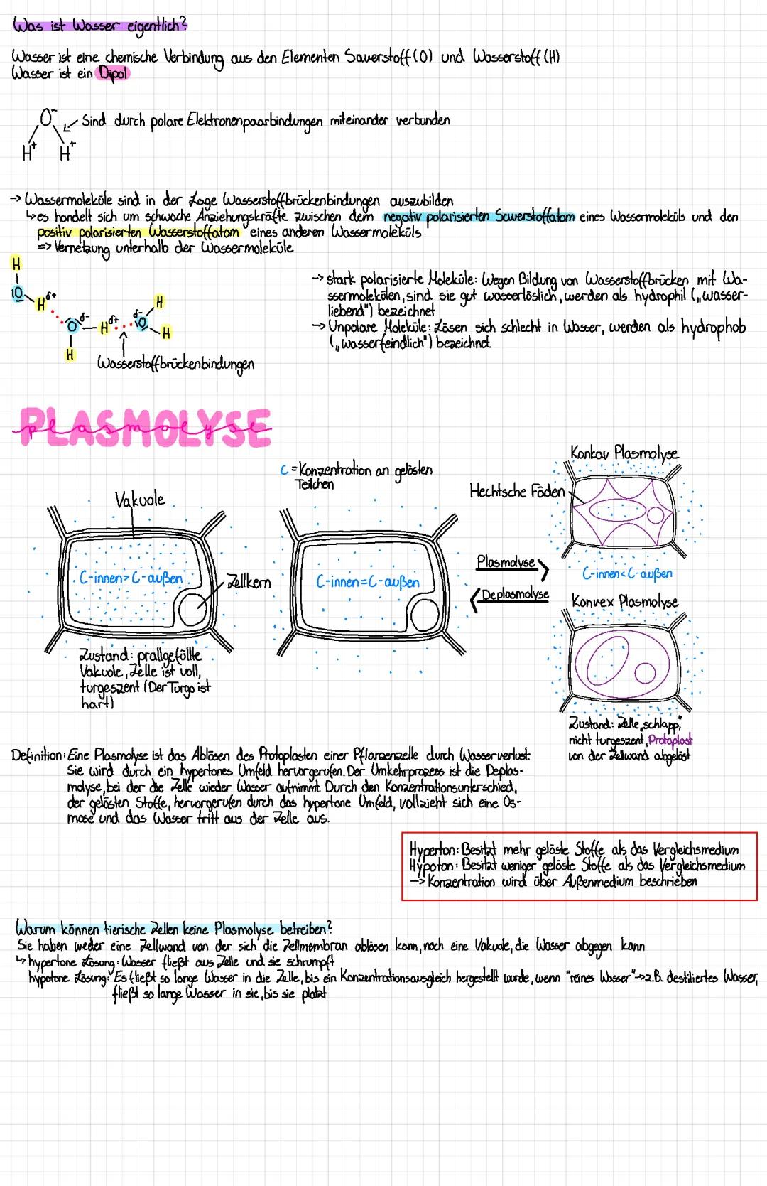 Plasmolyse und Deplasmolyse einfach erklärt mit Wasserstoffbrückenbindungen Beispielen