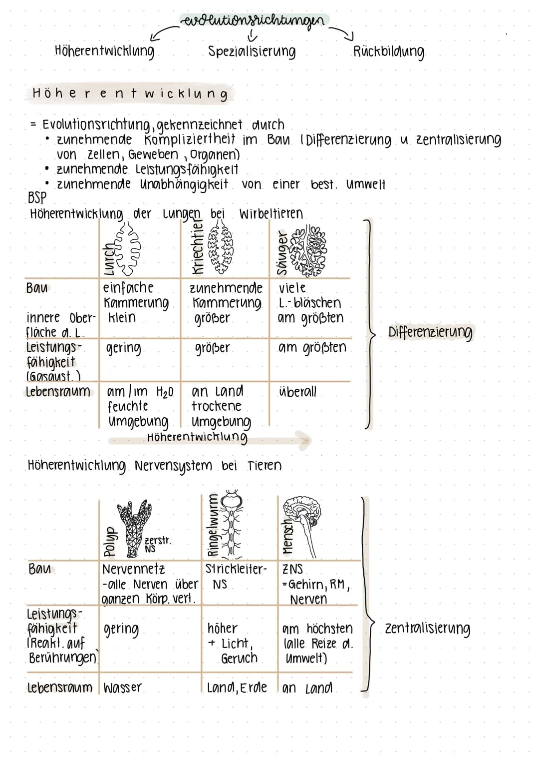 Stammesentwicklung der
historische entwickling
THEORIEN
JEAN DE LAMARCK
Änderungen im Bau eines
Lebewesens durch innere".
Bedürfnisse, Arten