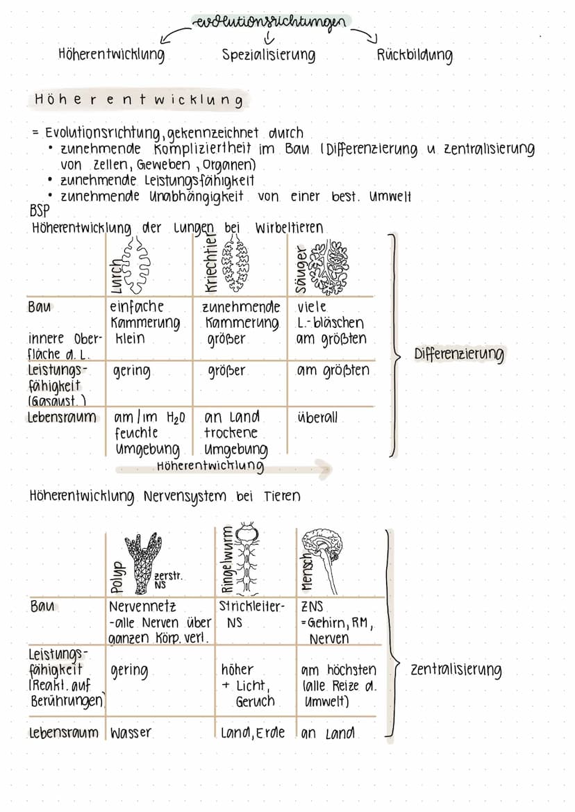 Stammesentwicklung der
historische entwickling
THEORIEN
JEAN DE LAMARCK
Änderungen im Bau eines
Lebewesens durch innere".
Bedürfnisse, Arten