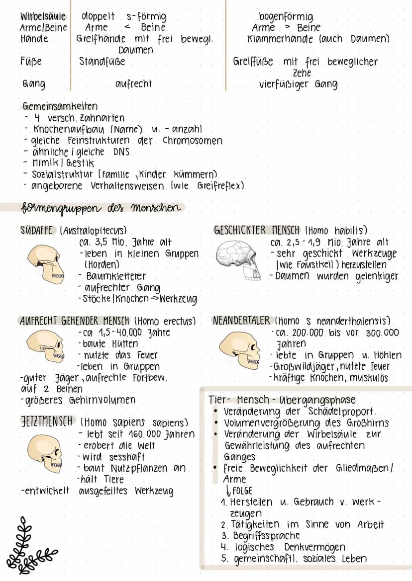 Stammesentwicklung der
historische entwickling
THEORIEN
JEAN DE LAMARCK
Änderungen im Bau eines
Lebewesens durch innere".
Bedürfnisse, Arten