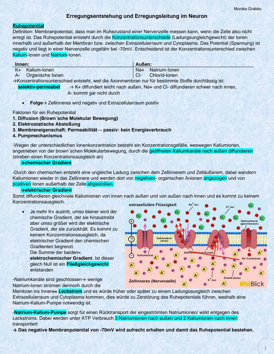 Erregungsentstehung und Erregungsleitung im Neuron
Ruhepotential
Definition: Membranpotential, dass man im Ruhezustand einer Nervenzelle mes