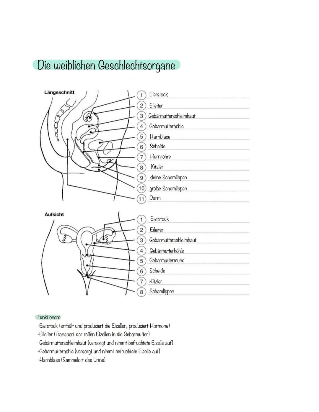 Die weiblichen Geschlechtsorgane
Längsschnitt
Aufsicht
1) Eierstock
2) Eileiter
(3) Gebärmutterschleimhaut
4) Gebärmutterhöhle
5 Harnbla
6) 