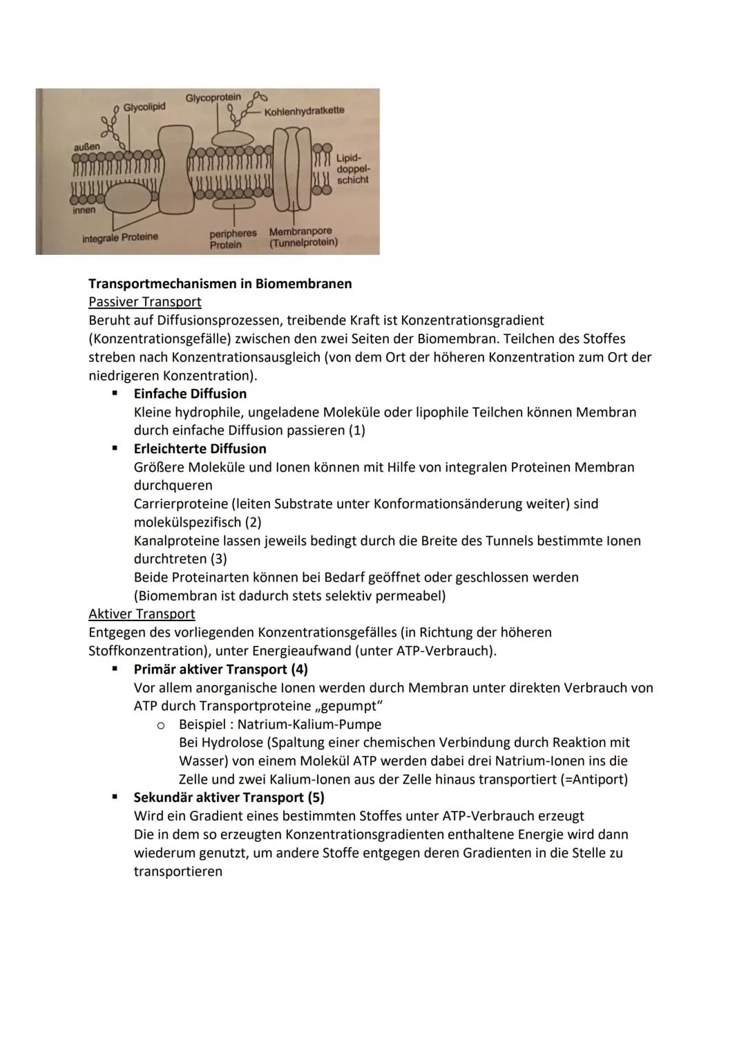Zelle-Aufbau und Funktion
Tierzelle
Zellkern
Cytosol
Mitochondrien
Ribosomen
Vesikel
Golgi Apparat
Endoplasmatische Retikulum
Zellmembran
Pf