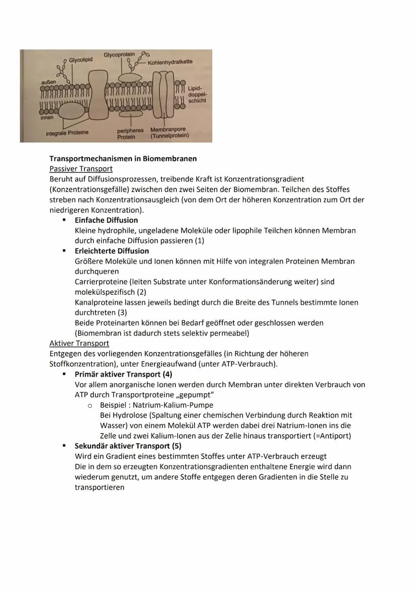 Zelle-Aufbau und Funktion
Tierzelle
Zellkern
Cytosol
Mitochondrien
Ribosomen
Vesikel
Golgi Apparat
Endoplasmatische Retikulum
Zellmembran
Pf