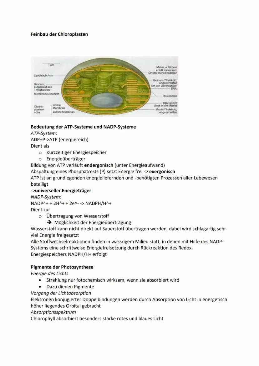 Zelle-Aufbau und Funktion
Tierzelle
Zellkern
Cytosol
Mitochondrien
Ribosomen
Vesikel
Golgi Apparat
Endoplasmatische Retikulum
Zellmembran
Pf