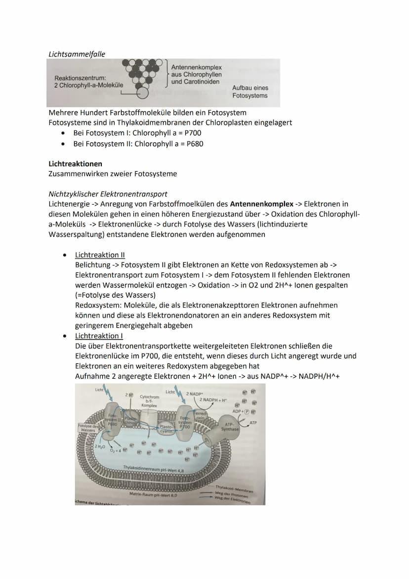 Zelle-Aufbau und Funktion
Tierzelle
Zellkern
Cytosol
Mitochondrien
Ribosomen
Vesikel
Golgi Apparat
Endoplasmatische Retikulum
Zellmembran
Pf