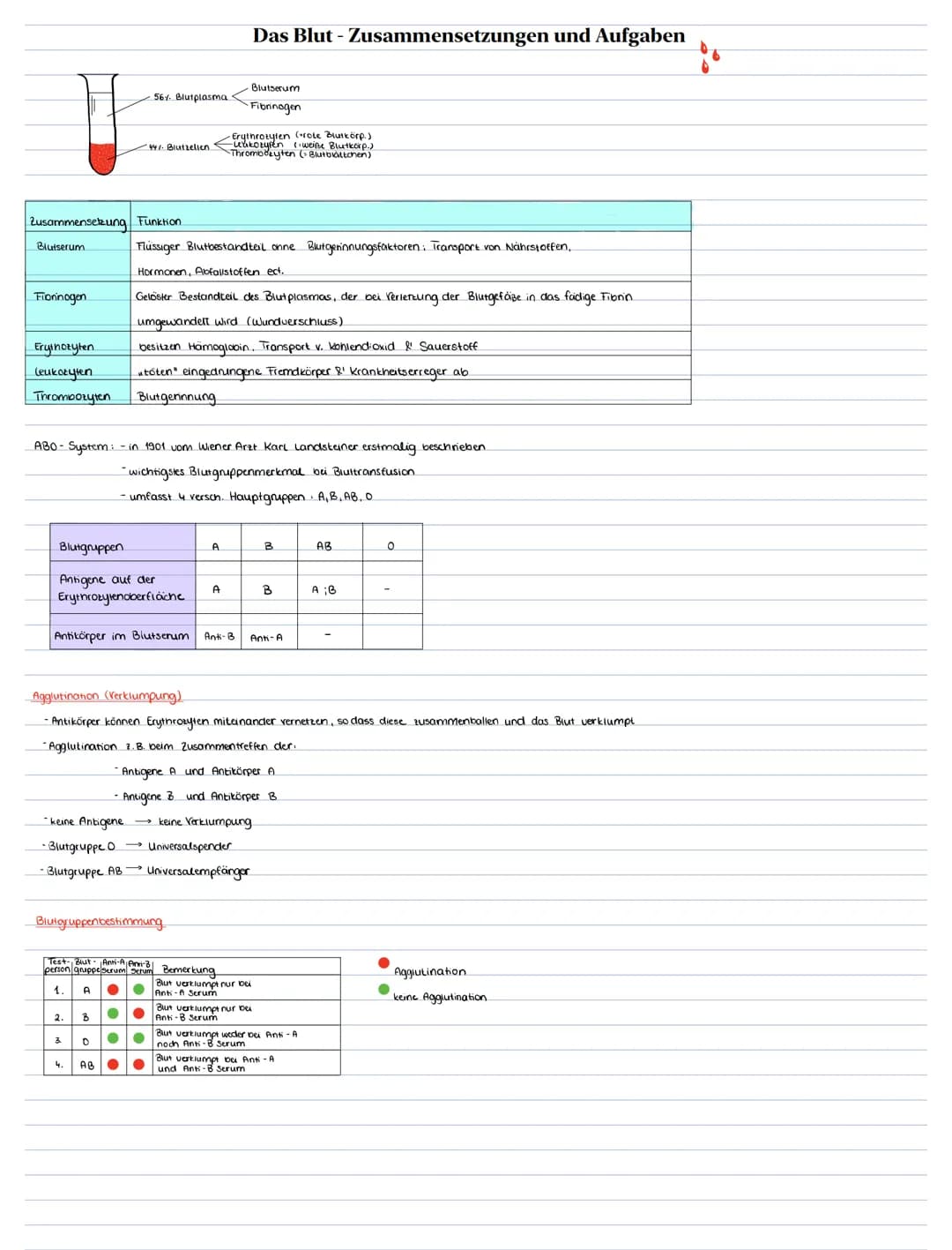 Blutserum
Zusammensetzung Funktion
Fiorinogen
56%. Blutplasma
•44%. Blutzellen.
Erythozyten
leukozyten
Thrombozyten Blutgerinnung
Flüssiger 