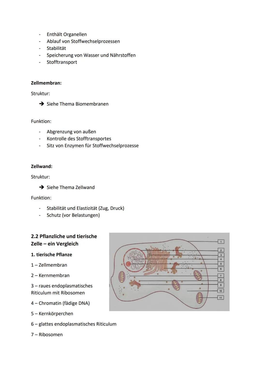 1. Zellen, Gewebe, Organe und ihre funktionsbezogene
Differenzierung
1.1. Alle Lebewesen bestehen aus Zellen
Erwachsener Menschlicher Körper