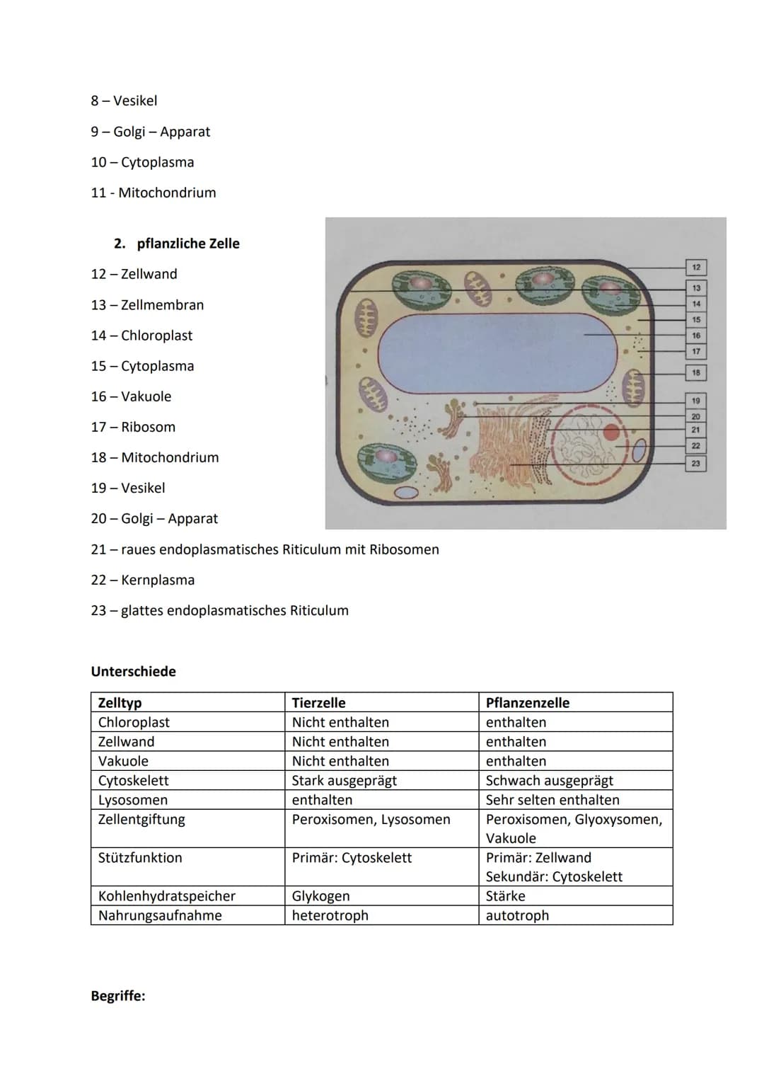 1. Zellen, Gewebe, Organe und ihre funktionsbezogene
Differenzierung
1.1. Alle Lebewesen bestehen aus Zellen
Erwachsener Menschlicher Körper