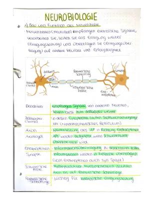 Know Abilernzettel Neurobiologie und Verhaltensbiologie Bio LK  thumbnail