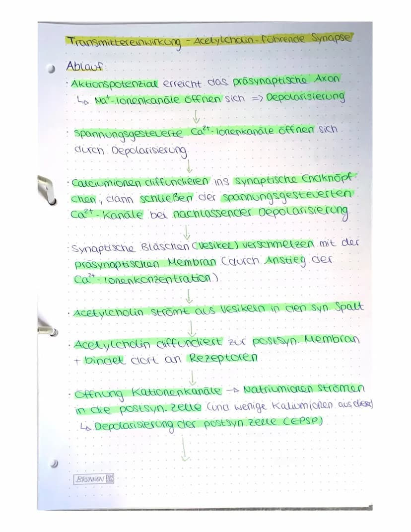 NEUROBIOLOGIE
A) Bau und Funktion der Nervenzelle.
Nervenzeuen (Neuronen) empfangen elektrische Signale,
verarbeiten Sie, leiten sie als Err