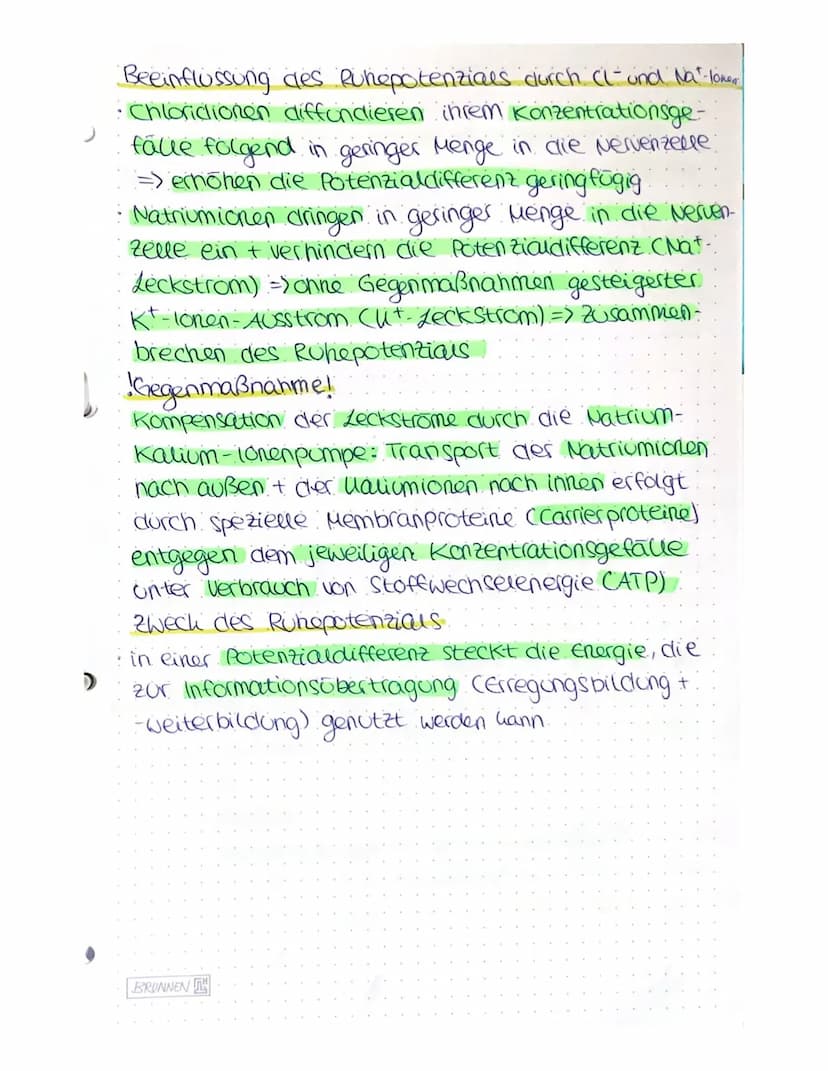NEUROBIOLOGIE
A) Bau und Funktion der Nervenzelle.
Nervenzeuen (Neuronen) empfangen elektrische Signale,
verarbeiten Sie, leiten sie als Err