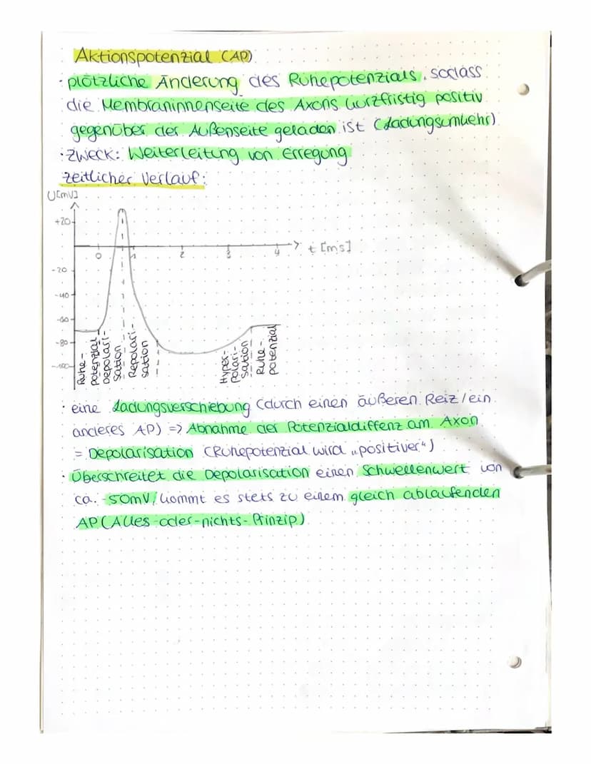 NEUROBIOLOGIE
A) Bau und Funktion der Nervenzelle.
Nervenzeuen (Neuronen) empfangen elektrische Signale,
verarbeiten Sie, leiten sie als Err