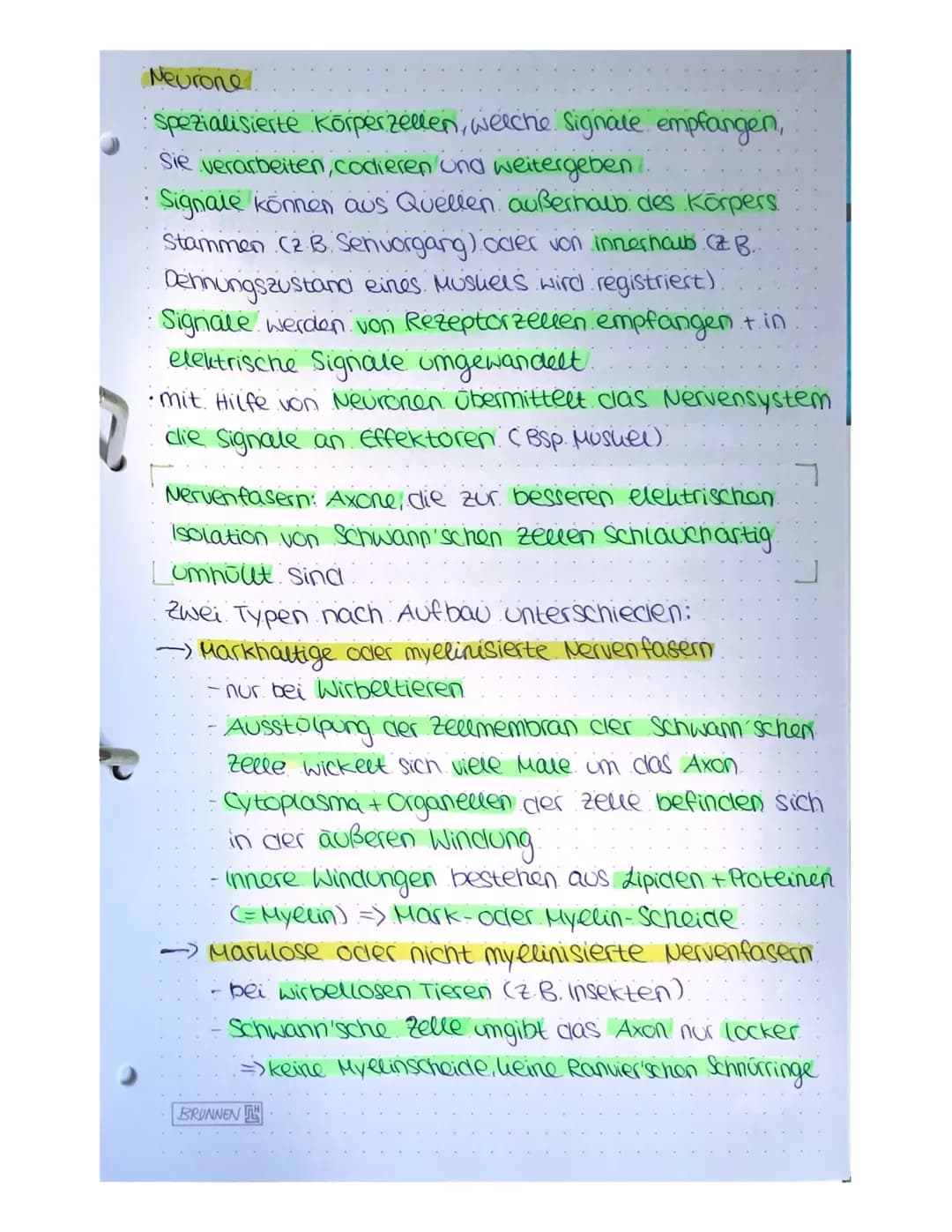 NEUROBIOLOGIE
A) Bau und Funktion der Nervenzelle.
Nervenzeuen (Neuronen) empfangen elektrische Signale,
verarbeiten Sie, leiten sie als Err