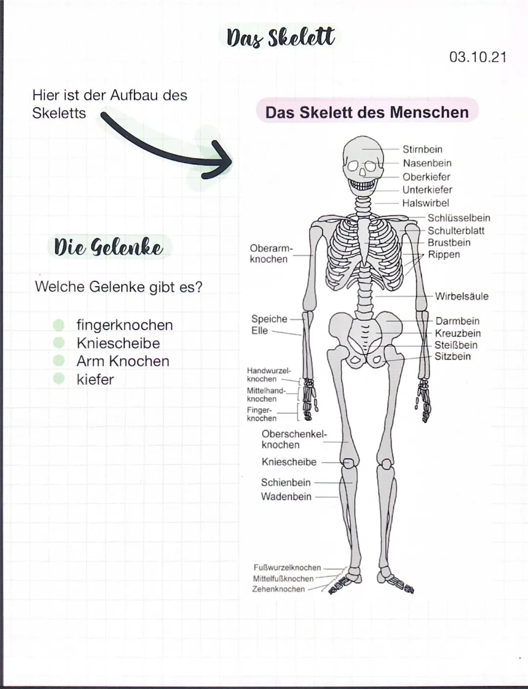 Grundwissen Das Skelett