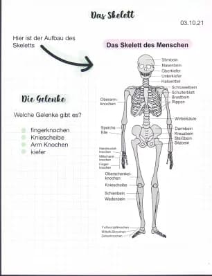 Know Grundwissen Das Skelett thumbnail