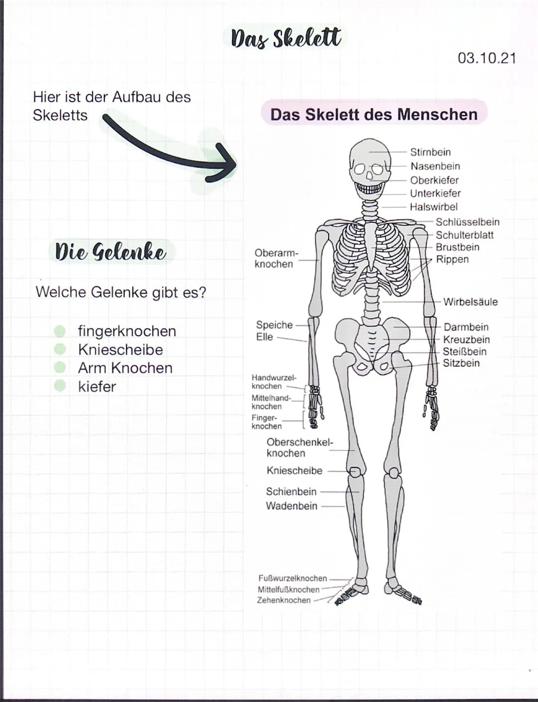 Hier ist der Aufbau des
Skeletts
Die Gelenke
Welche Gelenke gibt es?
fingerknochen
Kniescheibe
Arm Knochen
kiefer
Das Skelett
Das Skelett de