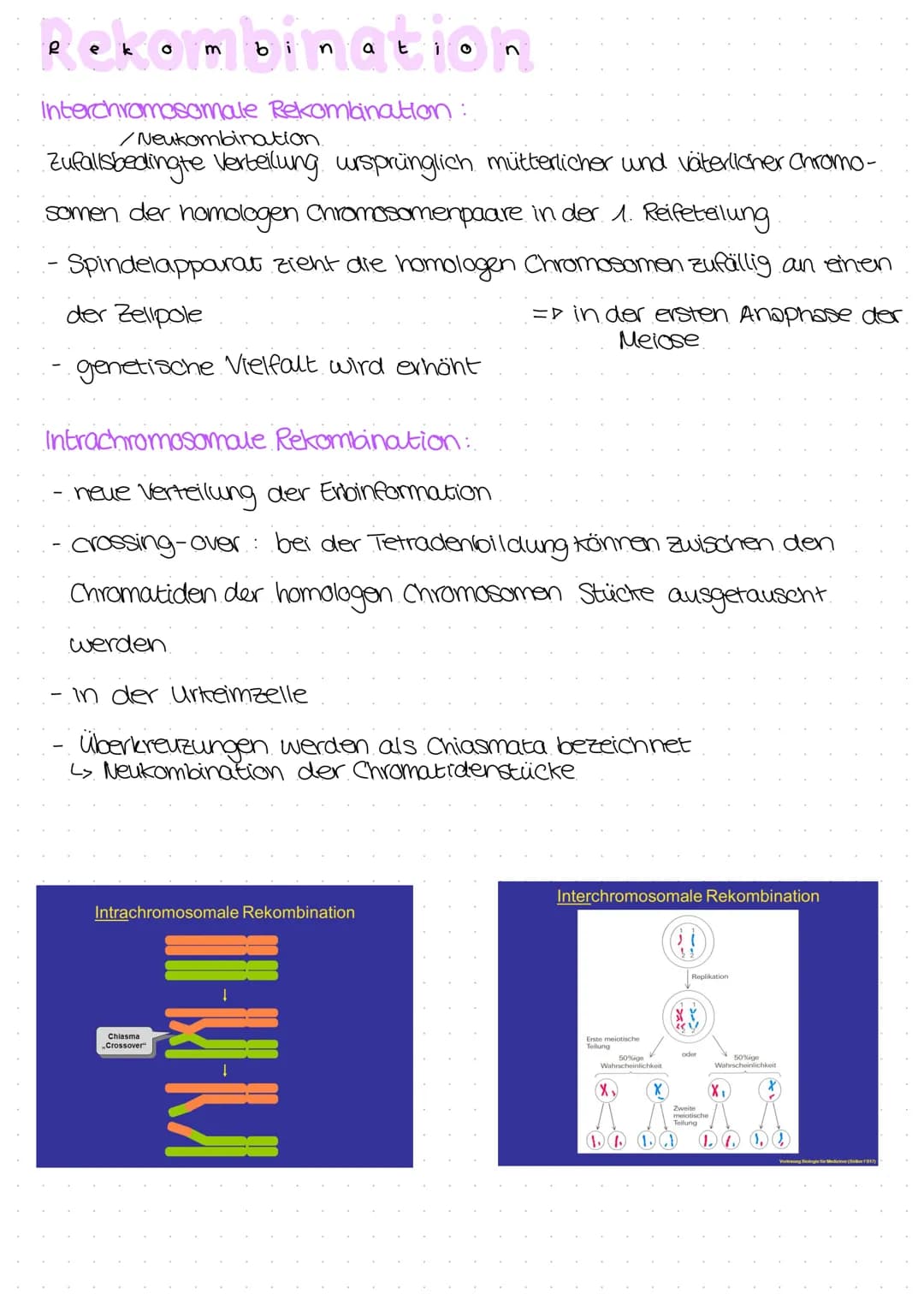 Rekombination
Interchromosomale Rekombination:
/Neukombination.
Zufallsbedingte Verteilung ursprünglich mütterlicher und väterlicher Chromo-
