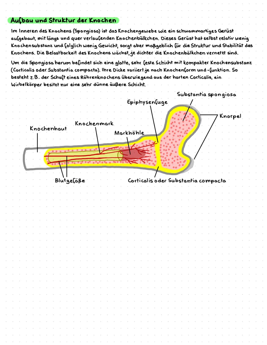 Aufbau und Struktur der Knochen
Im Inneren des Knochens (Spongiosa) ist das Knochengewebe wie ein schwammartiges Gerüst
aufgebaut, mit längs