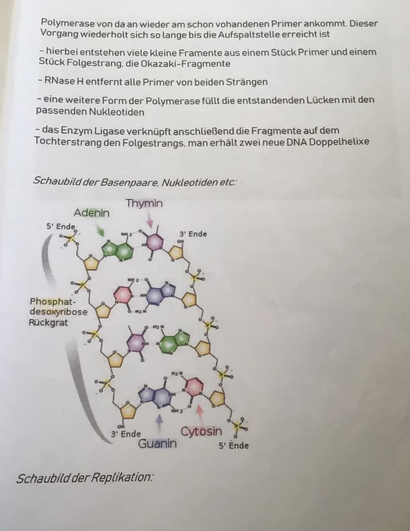 
<p>Die DNA-Replikation ist der Prozess, bei dem die DNA verdoppelt wird. Eine DNA besteht aus Tausenden von Nukleotiden. Die Doppelhelix mu