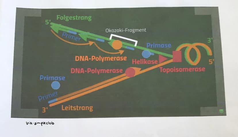 
<p>Die DNA-Replikation ist der Prozess, bei dem die DNA verdoppelt wird. Eine DNA besteht aus Tausenden von Nukleotiden. Die Doppelhelix mu