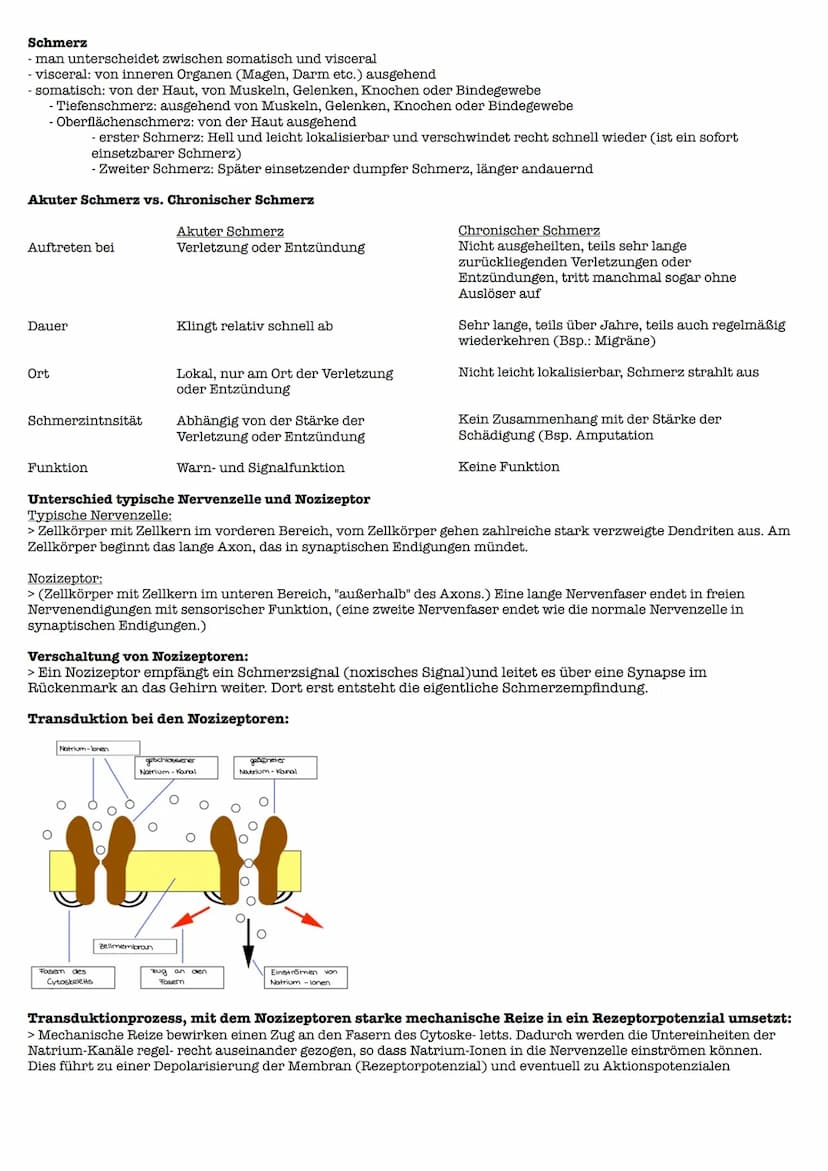Lernzettel Gesndheit Extemporale
Definition:
> Schmerz ist ein unangenehmes Sinnes- und Gefühlserlebnis, das mit aktueller oder potentieller