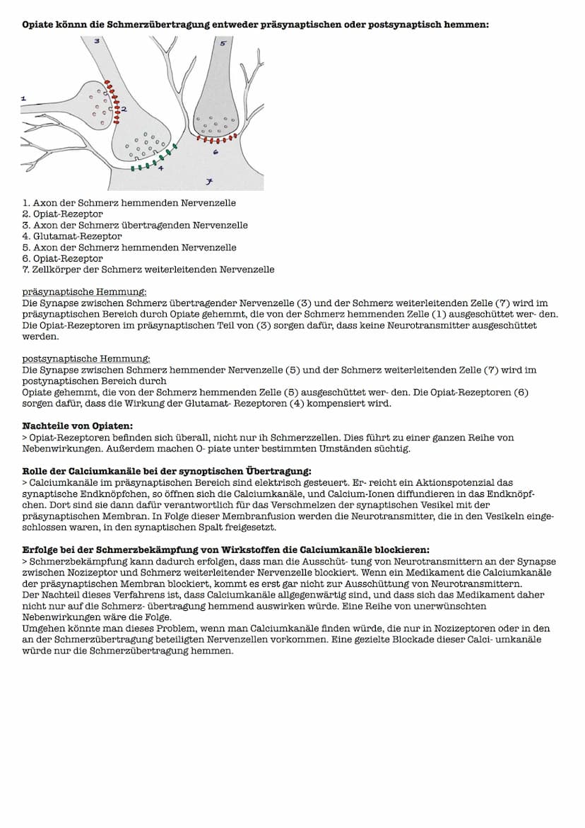 Lernzettel Gesndheit Extemporale
Definition:
> Schmerz ist ein unangenehmes Sinnes- und Gefühlserlebnis, das mit aktueller oder potentieller