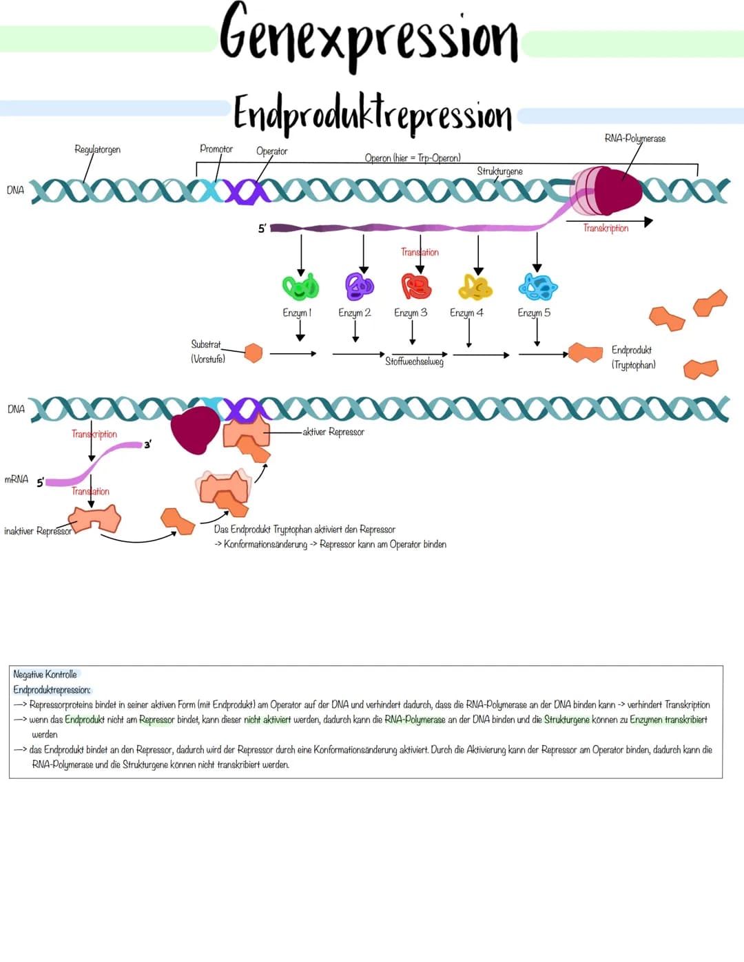 Genetik Das Makromolekul DNA besteht aus Nucleotiden. Die DNA ist ein Polynukleotid,
also eine Kette aus vielen Nukleotid-Bausteinen.
Am Auf