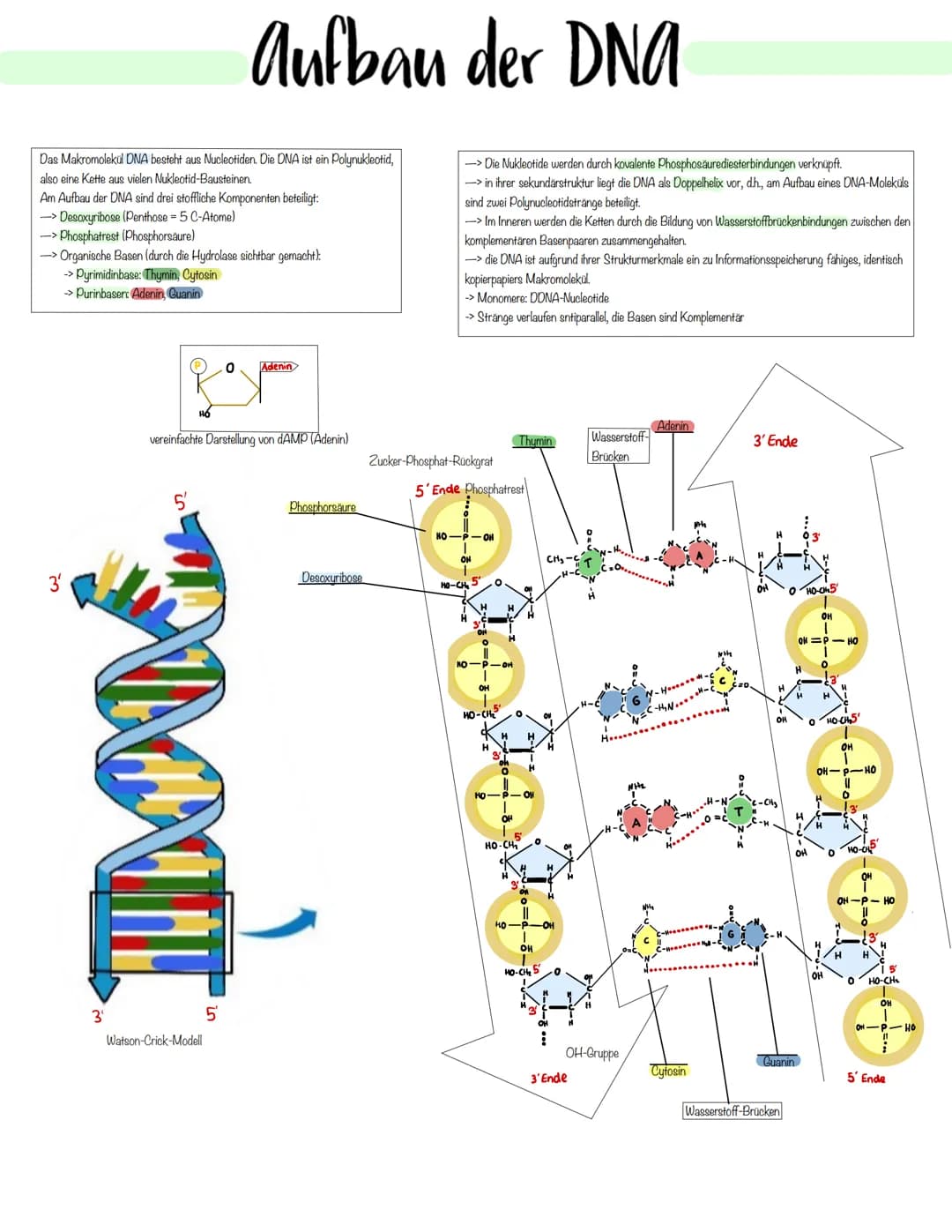 Genetik Das Makromolekul DNA besteht aus Nucleotiden. Die DNA ist ein Polynukleotid,
also eine Kette aus vielen Nukleotid-Bausteinen.
Am Auf