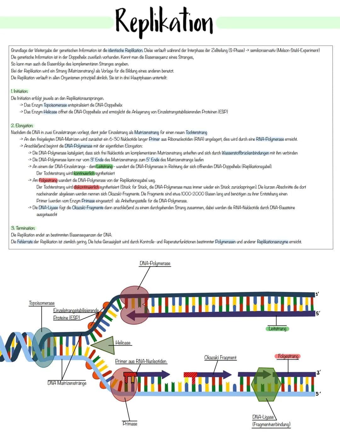 Genetik Das Makromolekul DNA besteht aus Nucleotiden. Die DNA ist ein Polynukleotid,
also eine Kette aus vielen Nukleotid-Bausteinen.
Am Auf