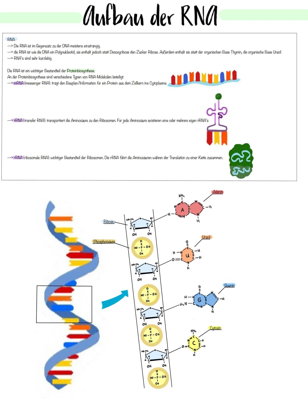 Genetik Das Makromolekul DNA besteht aus Nucleotiden. Die DNA ist ein Polynukleotid,
also eine Kette aus vielen Nukleotid-Bausteinen.
Am Auf