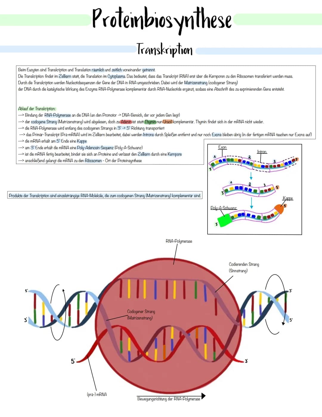 Genetik Das Makromolekul DNA besteht aus Nucleotiden. Die DNA ist ein Polynukleotid,
also eine Kette aus vielen Nukleotid-Bausteinen.
Am Auf