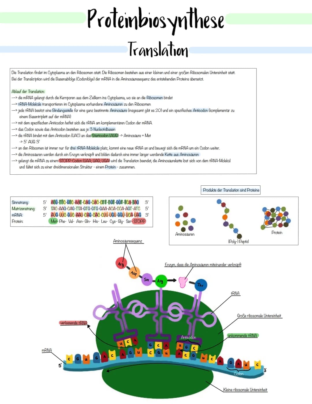 Genetik Das Makromolekul DNA besteht aus Nucleotiden. Die DNA ist ein Polynukleotid,
also eine Kette aus vielen Nukleotid-Bausteinen.
Am Auf