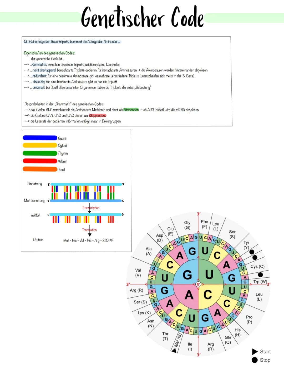 Genetik Das Makromolekul DNA besteht aus Nucleotiden. Die DNA ist ein Polynukleotid,
also eine Kette aus vielen Nukleotid-Bausteinen.
Am Auf
