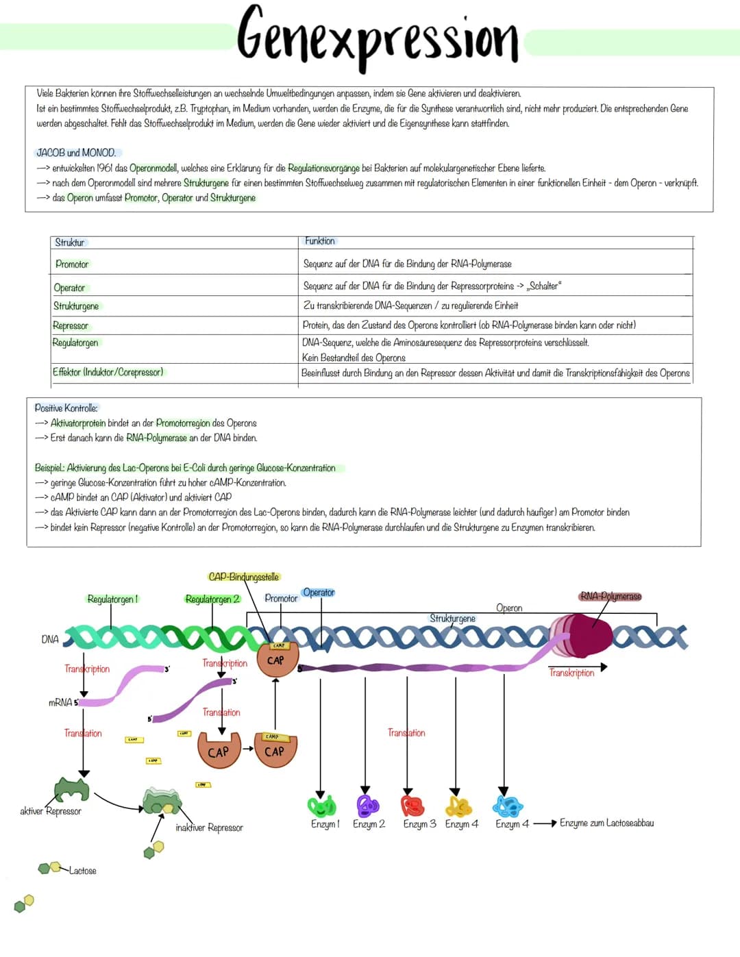 Genetik Das Makromolekul DNA besteht aus Nucleotiden. Die DNA ist ein Polynukleotid,
also eine Kette aus vielen Nukleotid-Bausteinen.
Am Auf