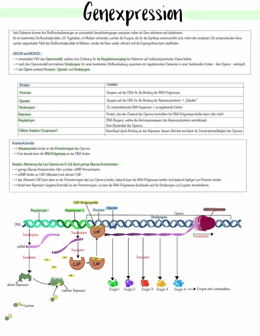 Genetik Das Makromolekul DNA besteht aus Nucleotiden. Die DNA ist ein Polynukleotid,
also eine Kette aus vielen Nukleotid-Bausteinen.
Am Auf