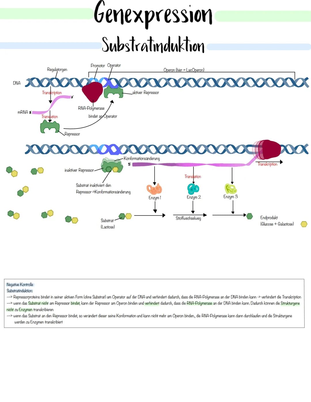 Genetik Das Makromolekul DNA besteht aus Nucleotiden. Die DNA ist ein Polynukleotid,
also eine Kette aus vielen Nukleotid-Bausteinen.
Am Auf