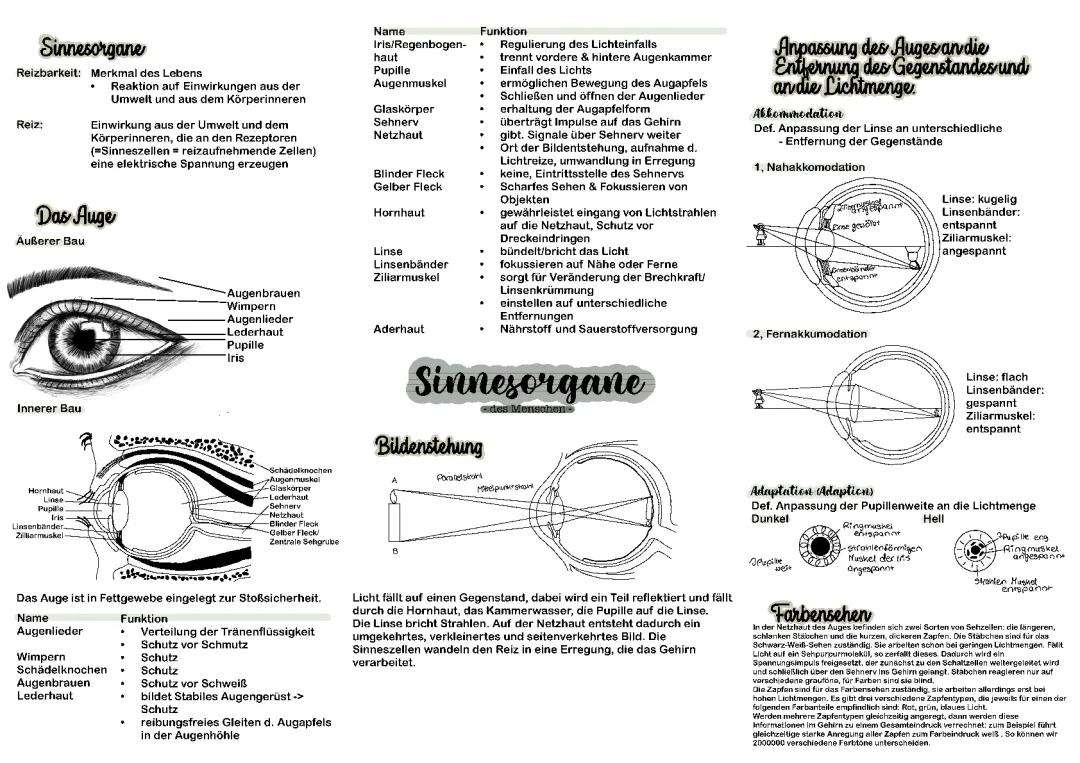 Sinnesorgane-Auge