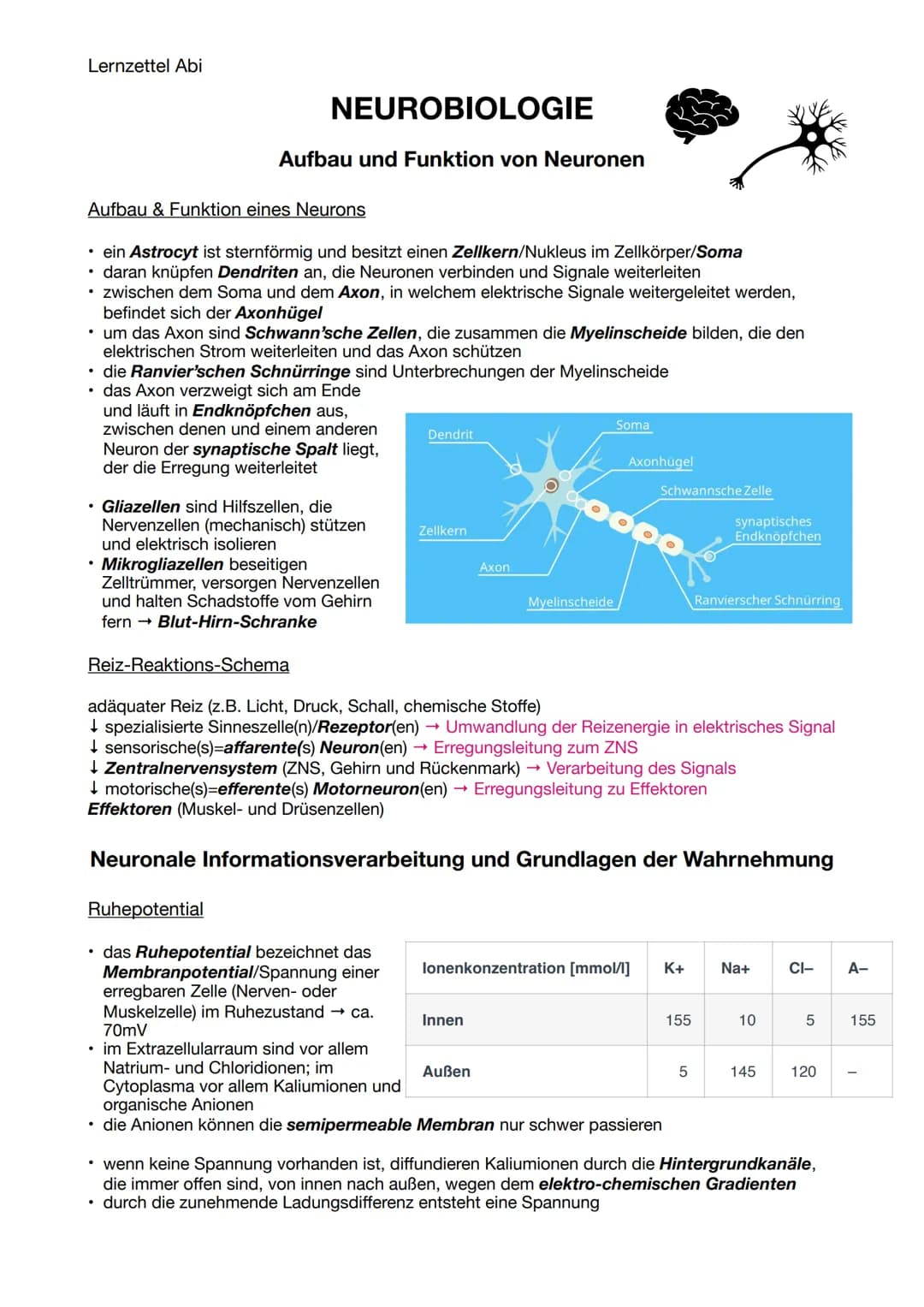 Lernzettel Abi
NEUROBIOLOGIE
Aufbau und Funktion von Neuronen
Aufbau & Funktion eines Neurons
• ein Astrocyt ist sternförmig und besitzt ein