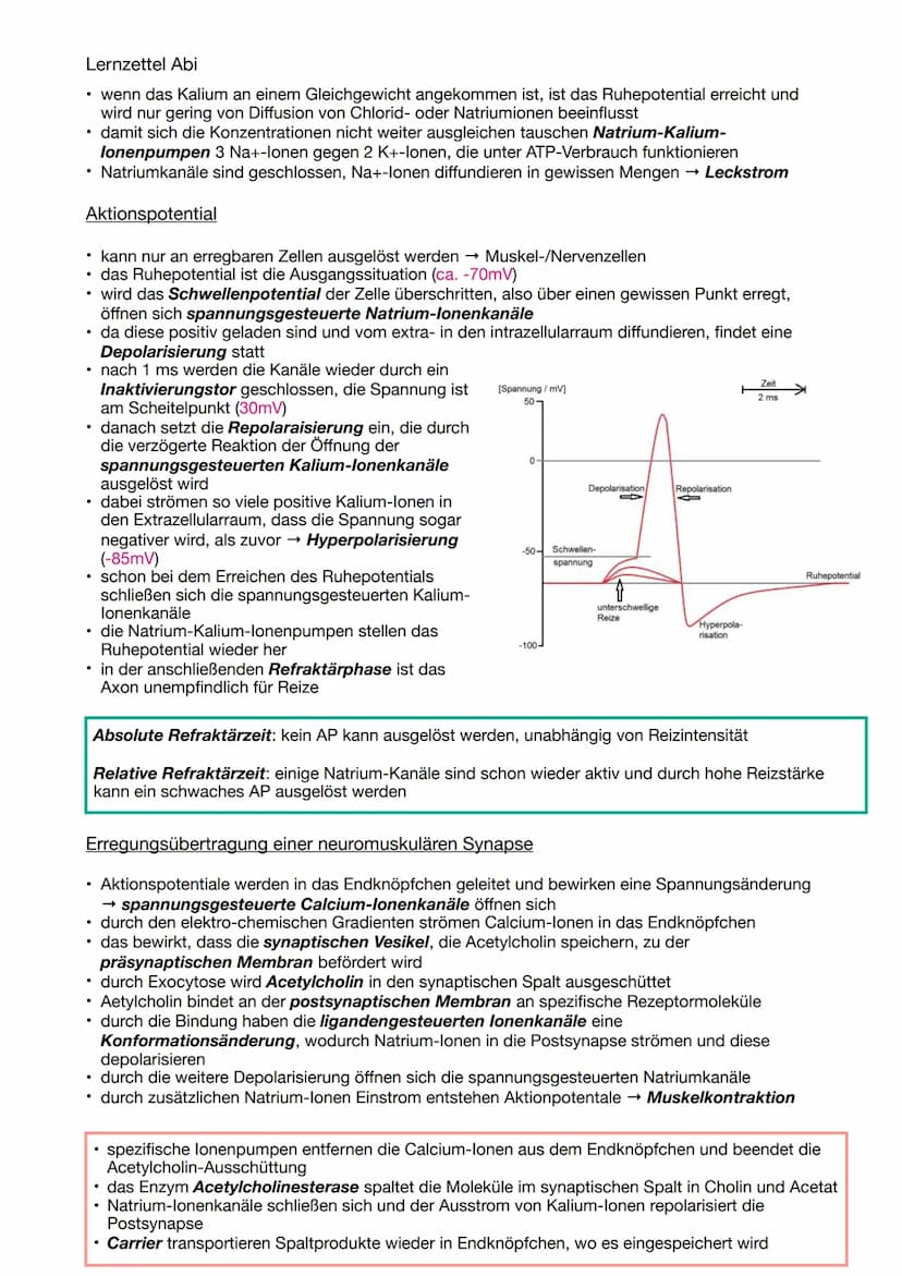 Lernzettel Abi
NEUROBIOLOGIE
Aufbau und Funktion von Neuronen
Aufbau & Funktion eines Neurons
• ein Astrocyt ist sternförmig und besitzt ein