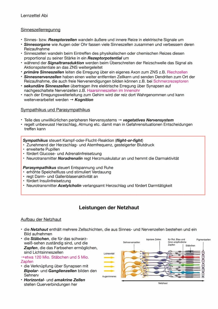 Lernzettel Abi
NEUROBIOLOGIE
Aufbau und Funktion von Neuronen
Aufbau & Funktion eines Neurons
• ein Astrocyt ist sternförmig und besitzt ein