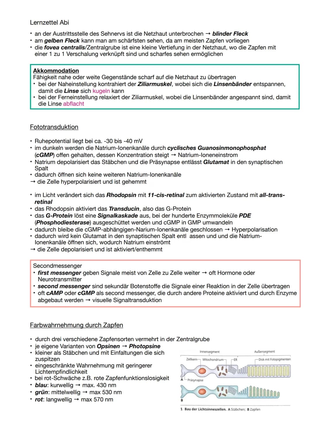 Lernzettel Abi
NEUROBIOLOGIE
Aufbau und Funktion von Neuronen
Aufbau & Funktion eines Neurons
• ein Astrocyt ist sternförmig und besitzt ein