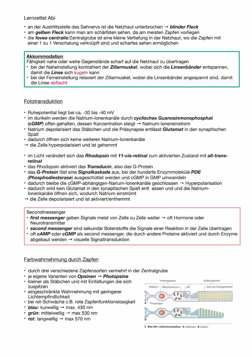 Lernzettel Abi
NEUROBIOLOGIE
Aufbau und Funktion von Neuronen
Aufbau & Funktion eines Neurons
• ein Astrocyt ist sternförmig und besitzt ein