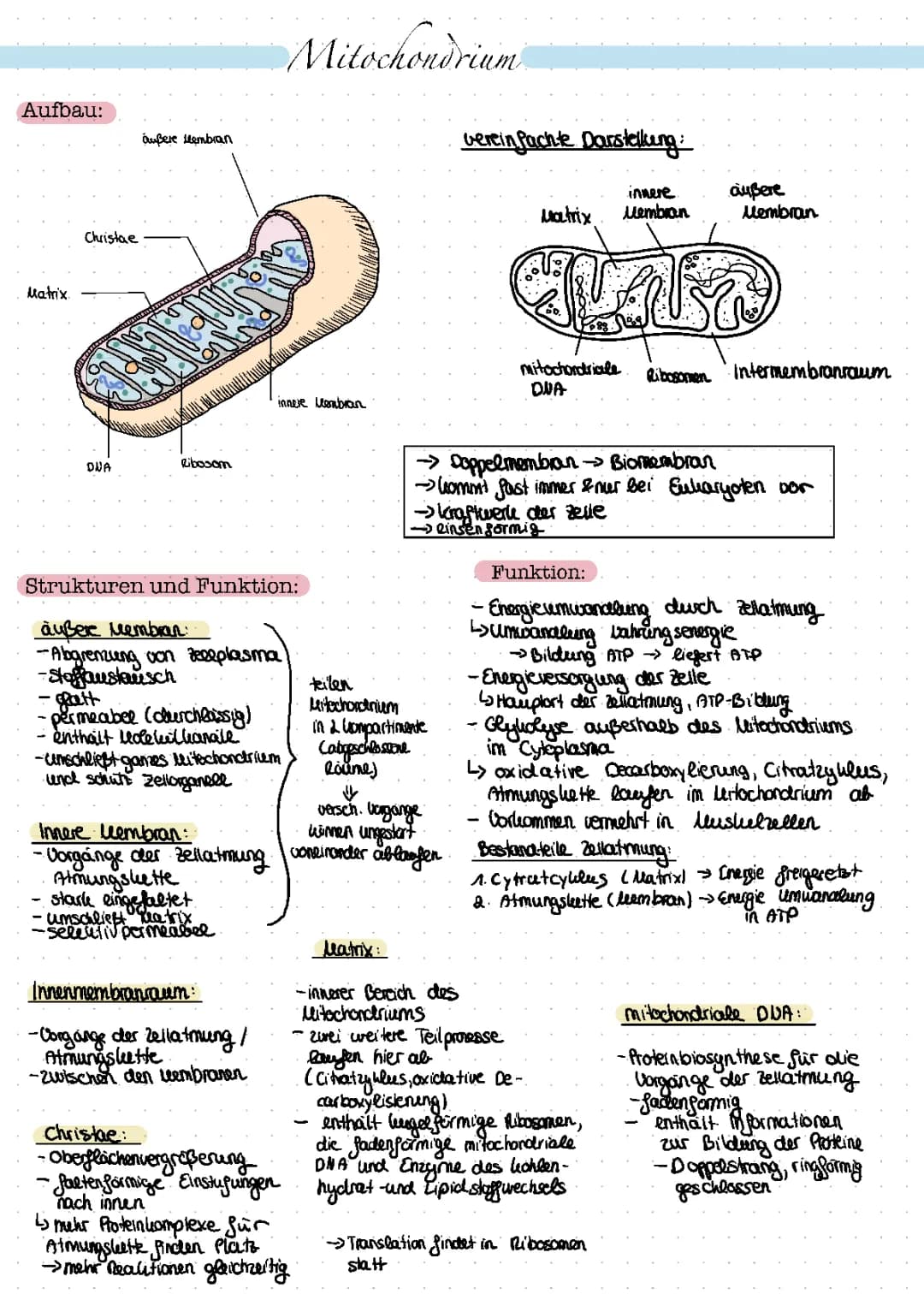 Mitochondrium
