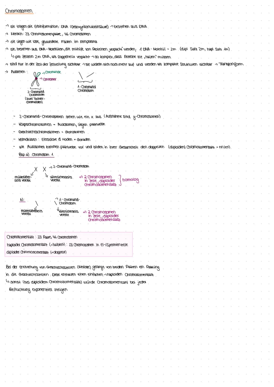 Chromosomen
→ sie tragen die Erbinformation: DNA (Desoxyribonukleinsäure) -" bestehen aus DNA.
→ Mensch: 23 Chromosomenpaare, 46 Chromosomen