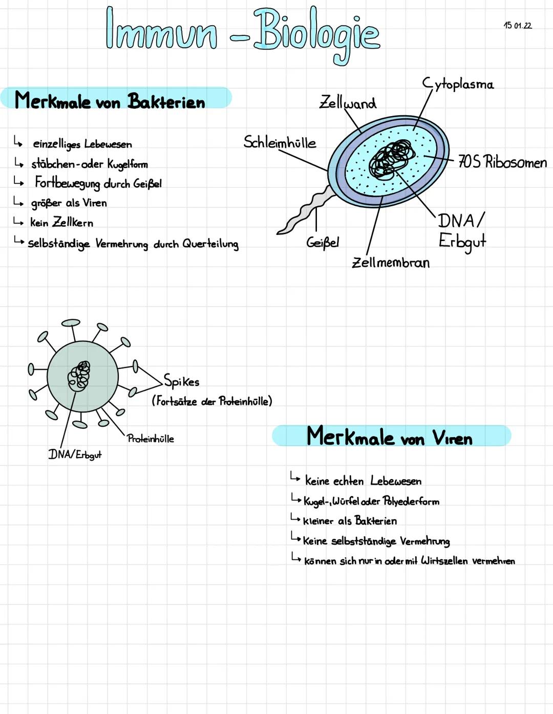 Immun - Biologie
Merkmale von Bakterien
einzelliges Lebewesen
L stäbchen-oder Kugelform
↳ Fortbewegung durch Geißel
größer als Viren
↳ kein 