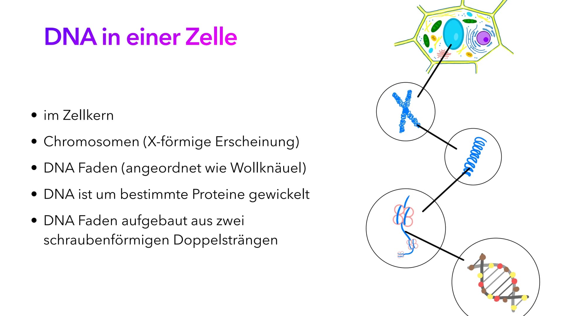 Die DNA
PIA LINDAU & MALI NILLES
HE Inhalt
Allgemeine Informationen
Geschichte der DNA
Aufbau der DNA
Alles Wichtige auf einen Blick Allgeme